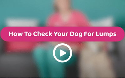 video-thumbnail-how-to-check-your-dog-for-lumps.png
