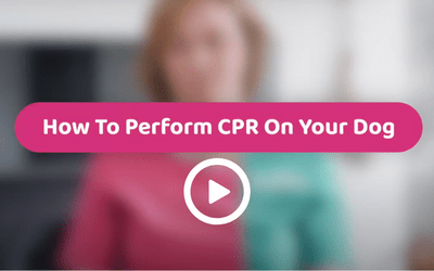 video-thumbnail-how-to-perform-cpr-on-your-dog.png