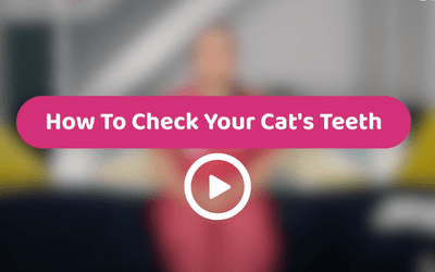 video-thumbnail-how-to-check-your-cats-teeth.png