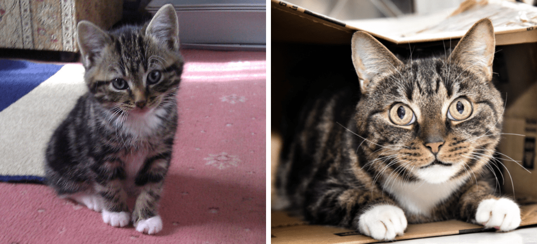 Photos of Leo as a kitten and an adult cat at home