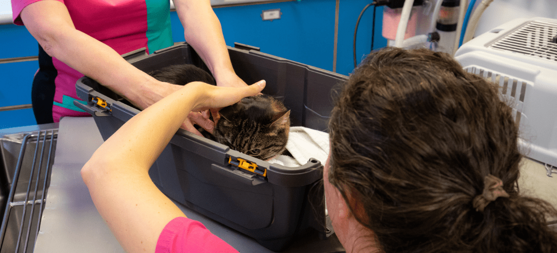 A photo of Leo with PDSA vets