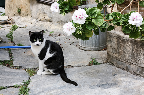 Black cat sat facing away from camera with long tail