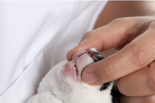 Cat yawning showing teeth