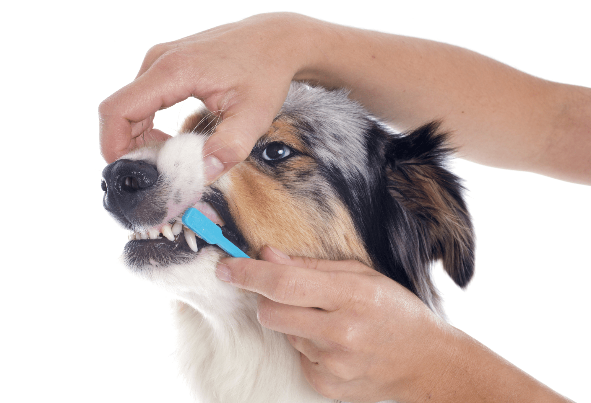 A photo of a dog having their teeth brushed