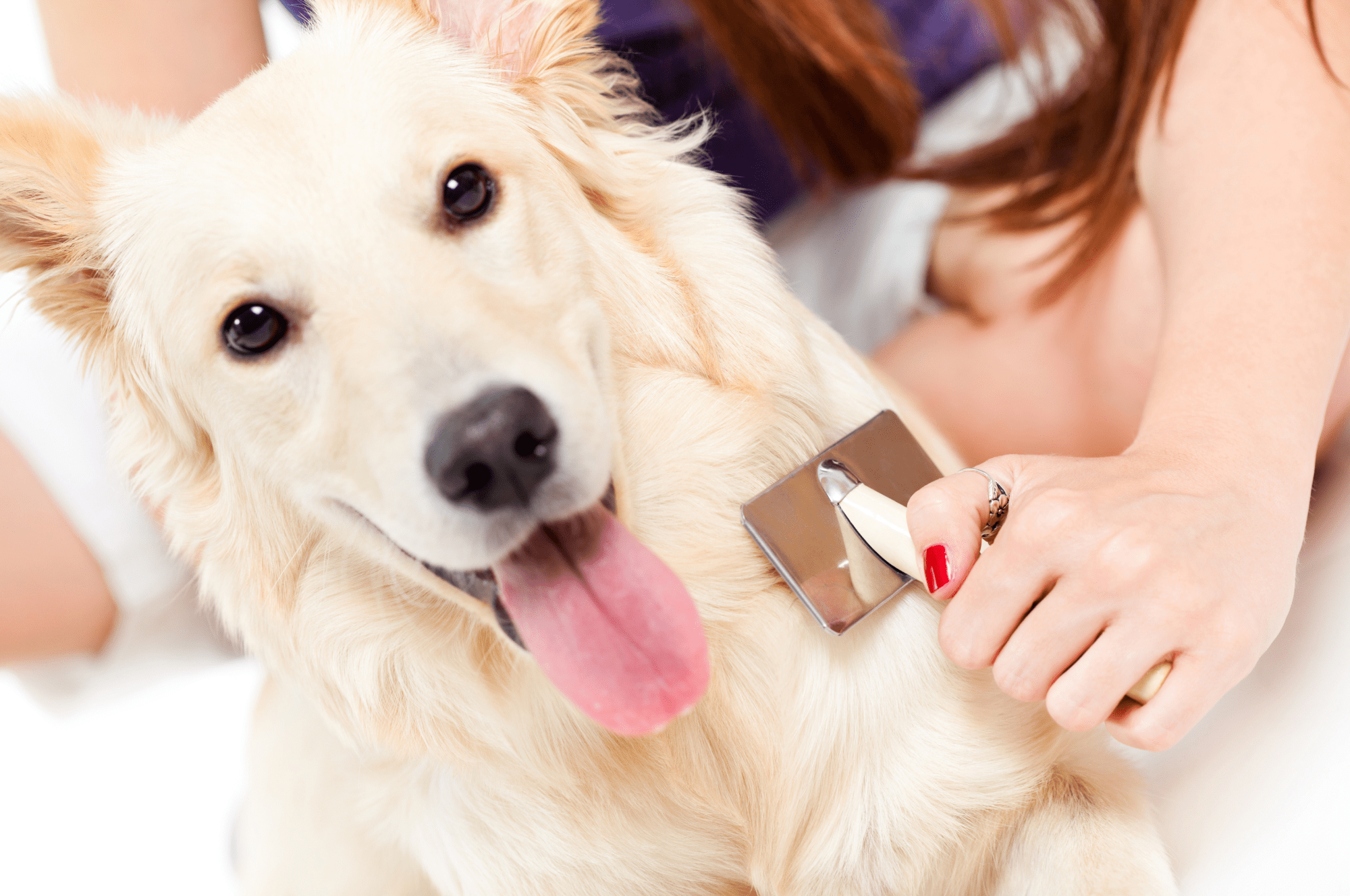 A photo of a dog lying down while being brushed