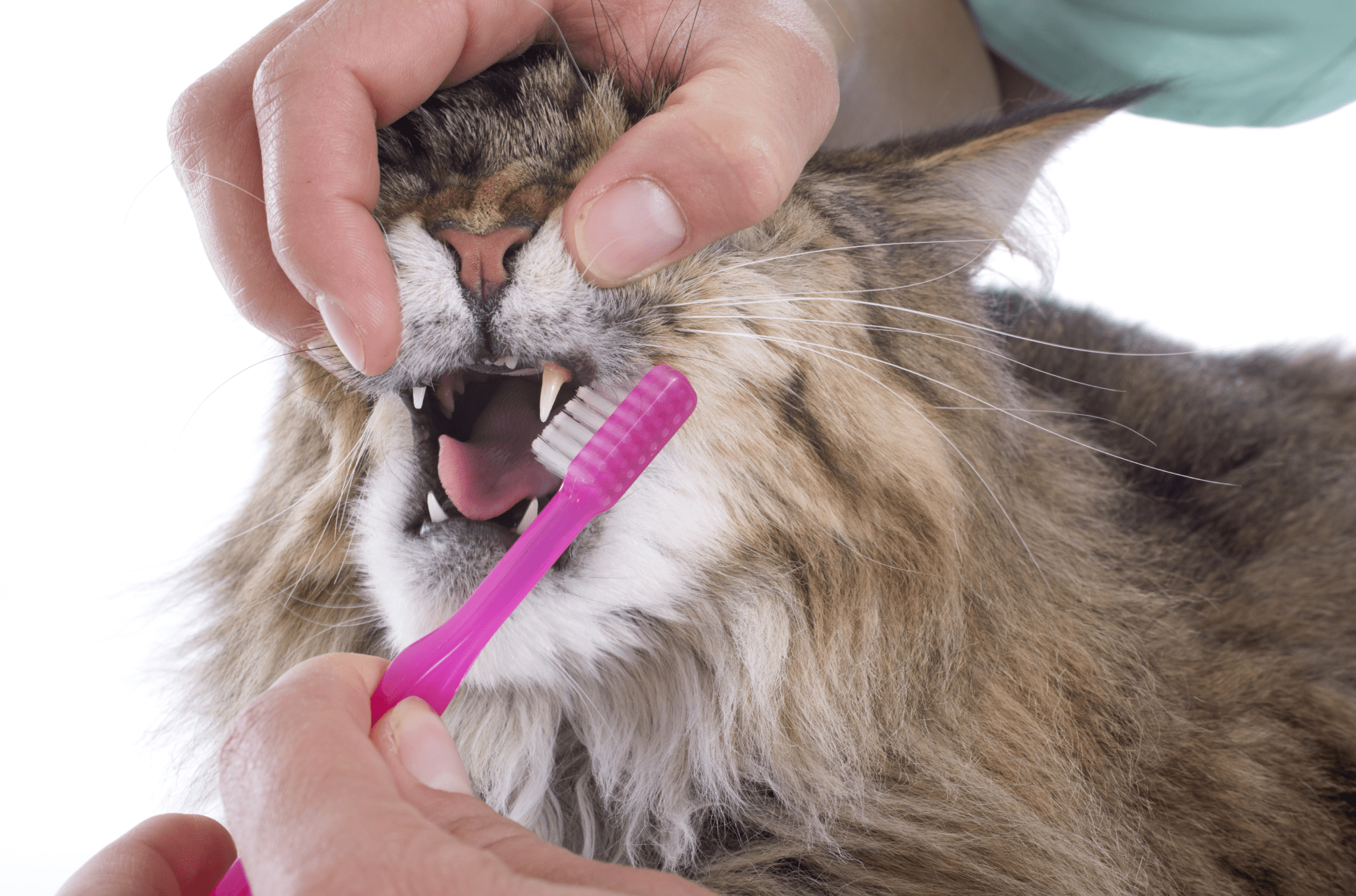 A photo of a cat having their teeth brushed