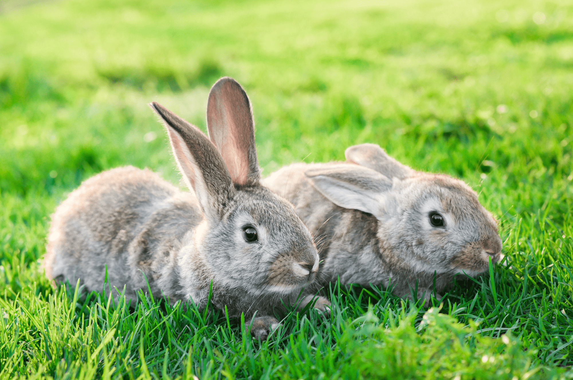 A photo of a pair of rabbits grazing outside on the grass
