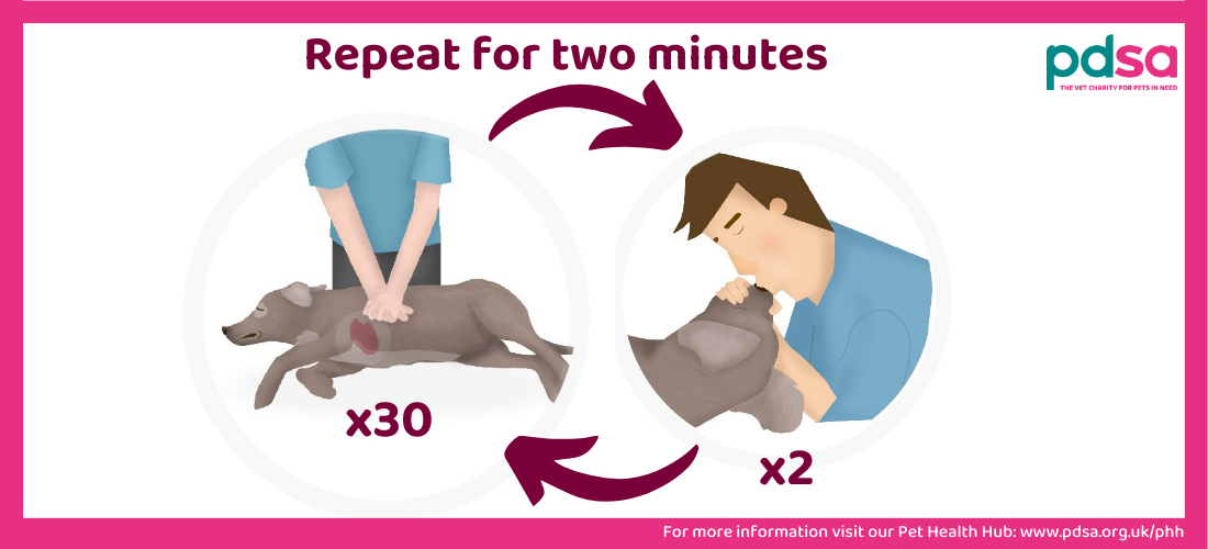 can a dog really perform cpr