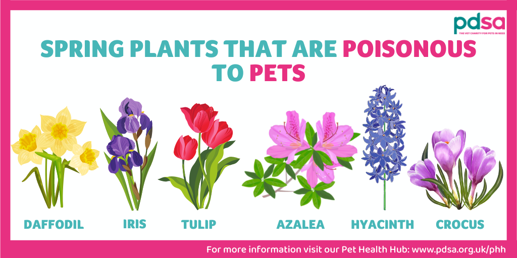 An image displaying spring plants that are poisonous to pets