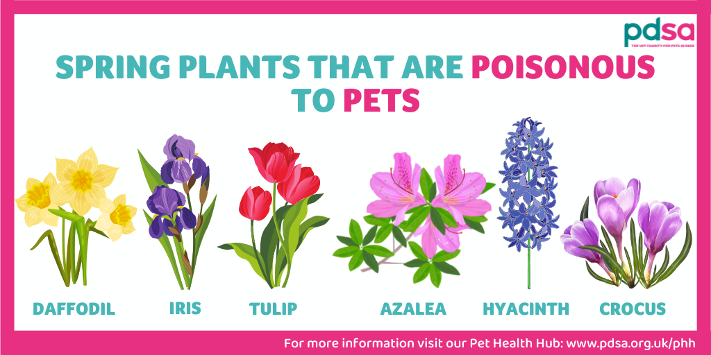 Poisonous Plants to Dogs - Avoid Toxic Flowers in the Garden