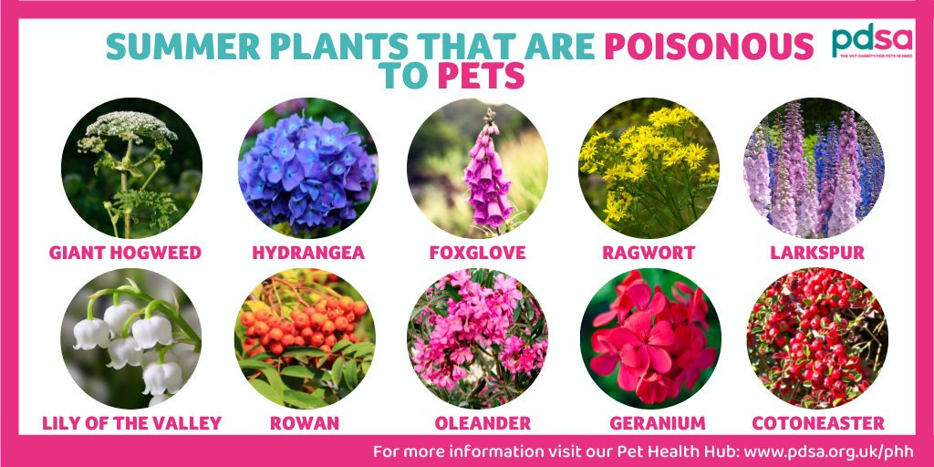 An image displaying summer plants that are poisonous to pets