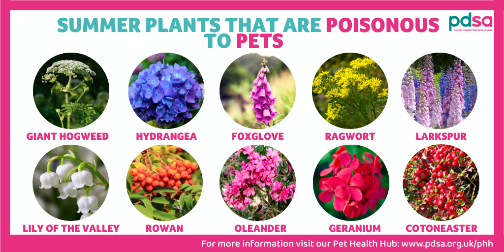 Poisonous Plants for Dogs