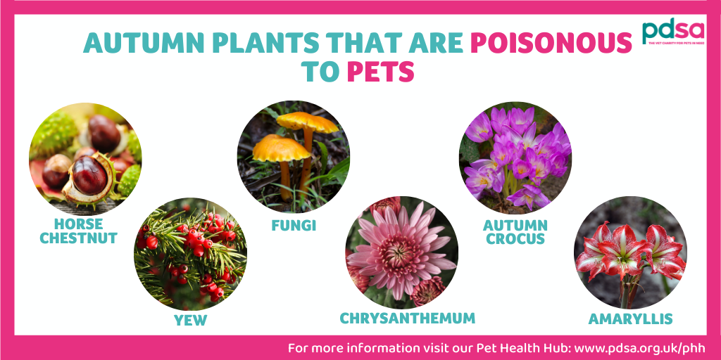 An image displaying autumn plants that are poisonous to pets