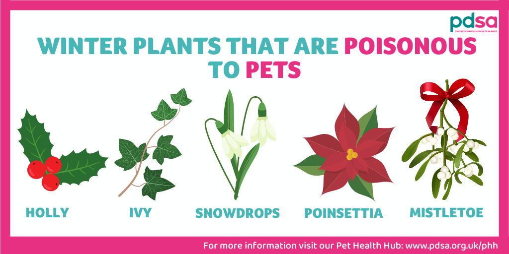 An image displaying winter plants that are poisonous to pets