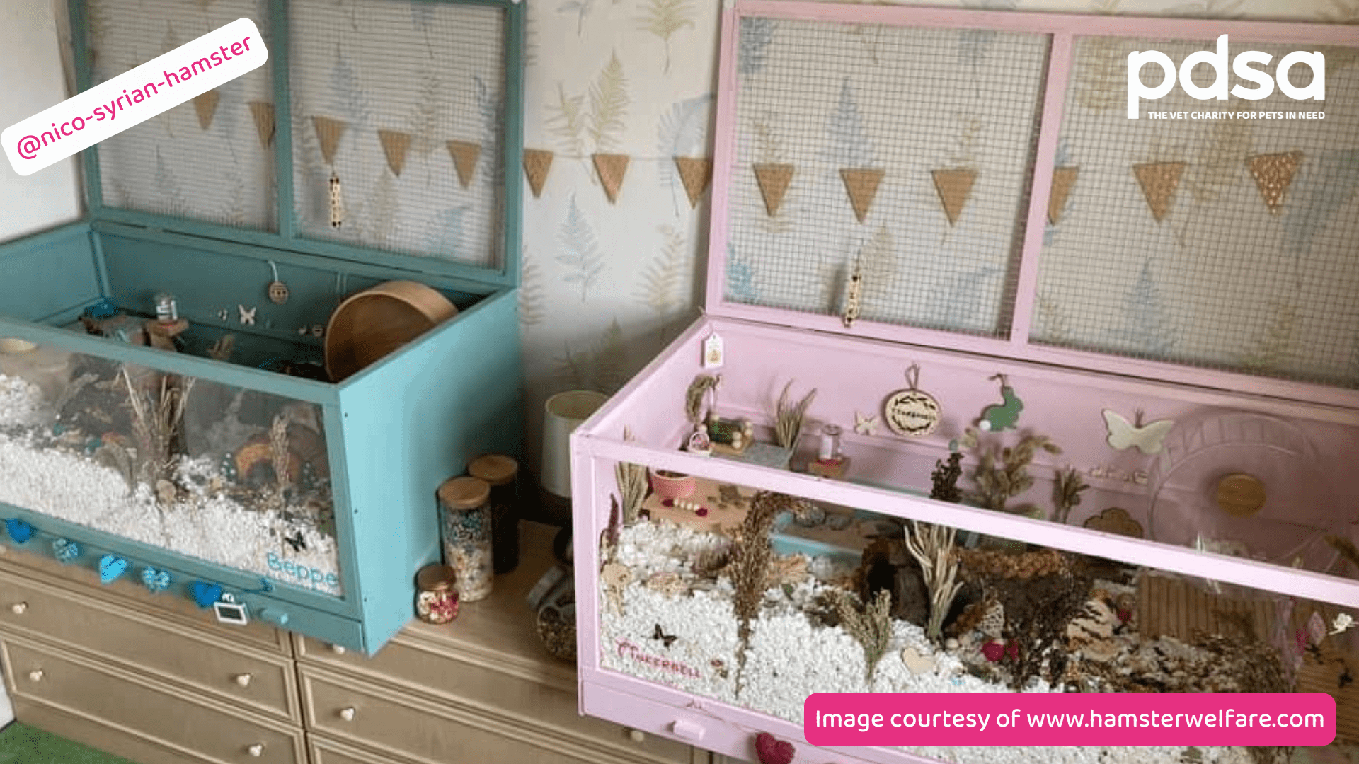 The ideal home for your hamster PDSA
