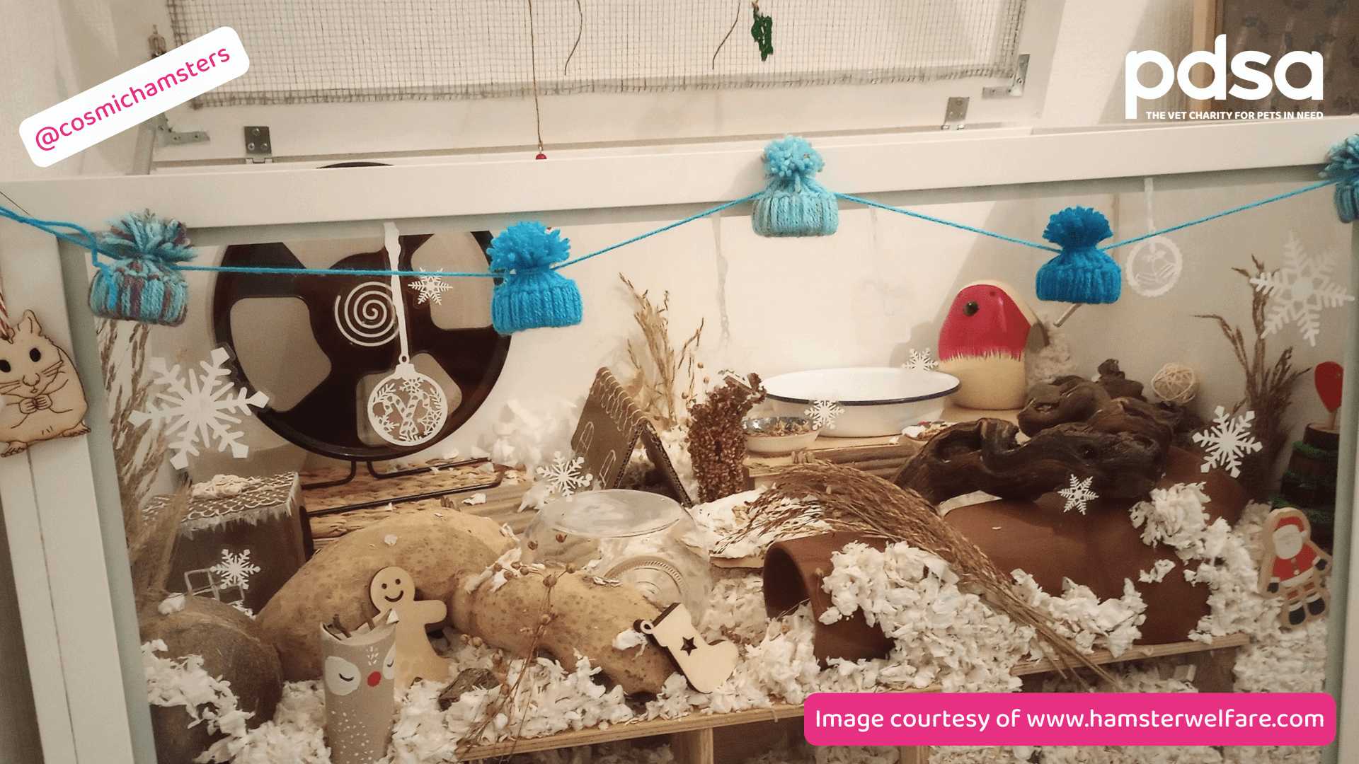 The ideal home for your hamster PDSA