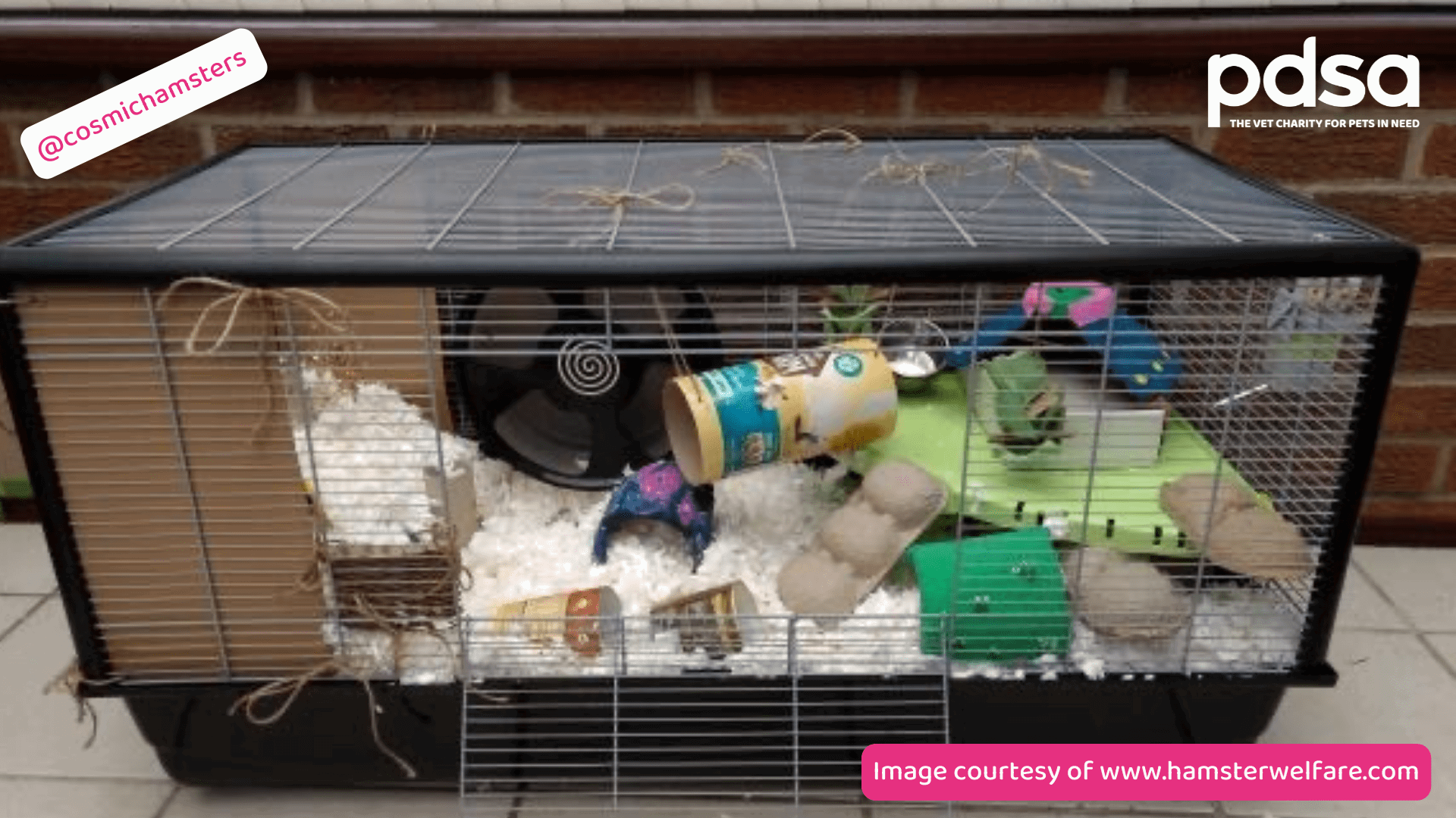 Keeping Hamsters As Pets