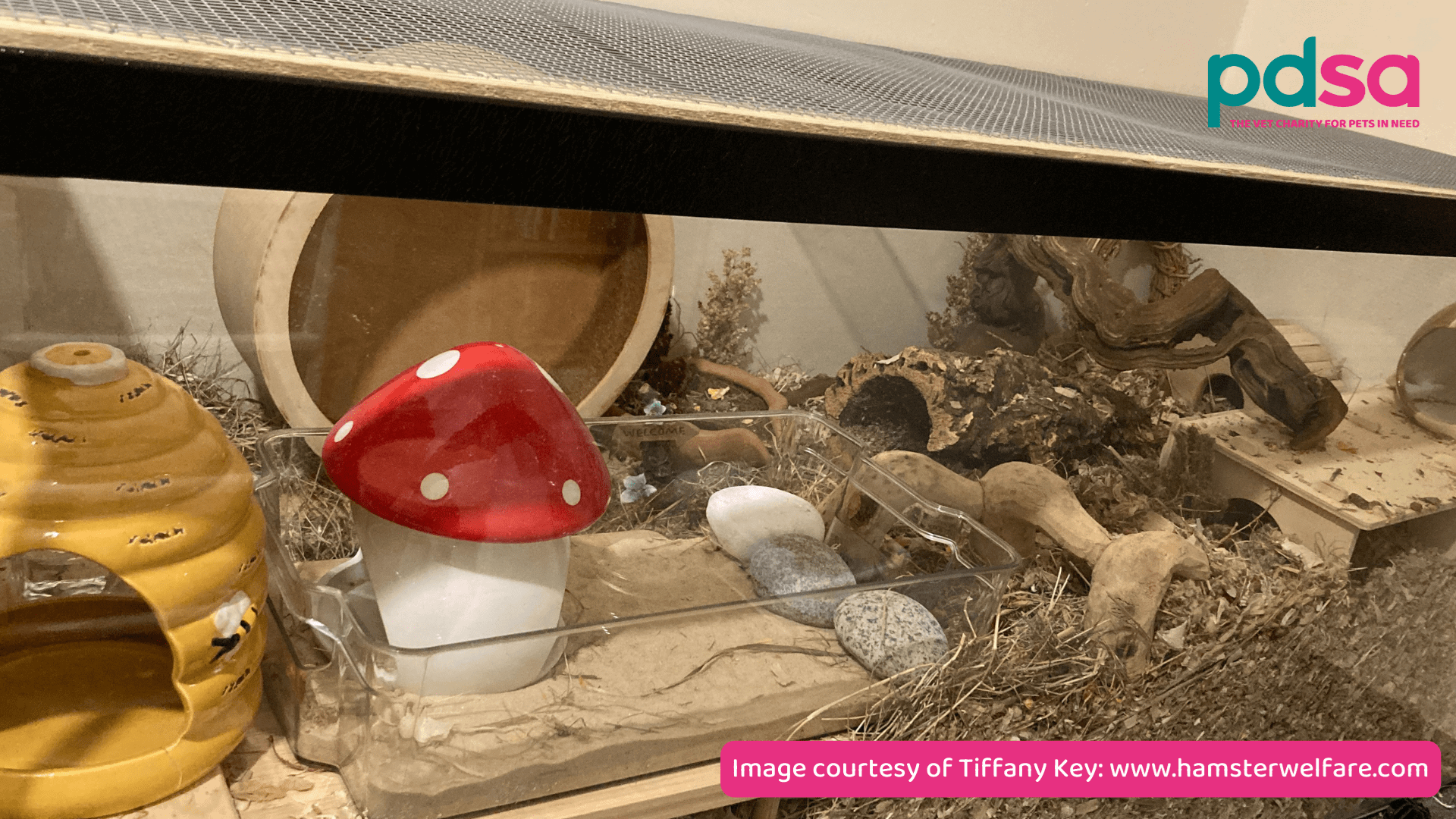 The ideal home for your hamster PDSA