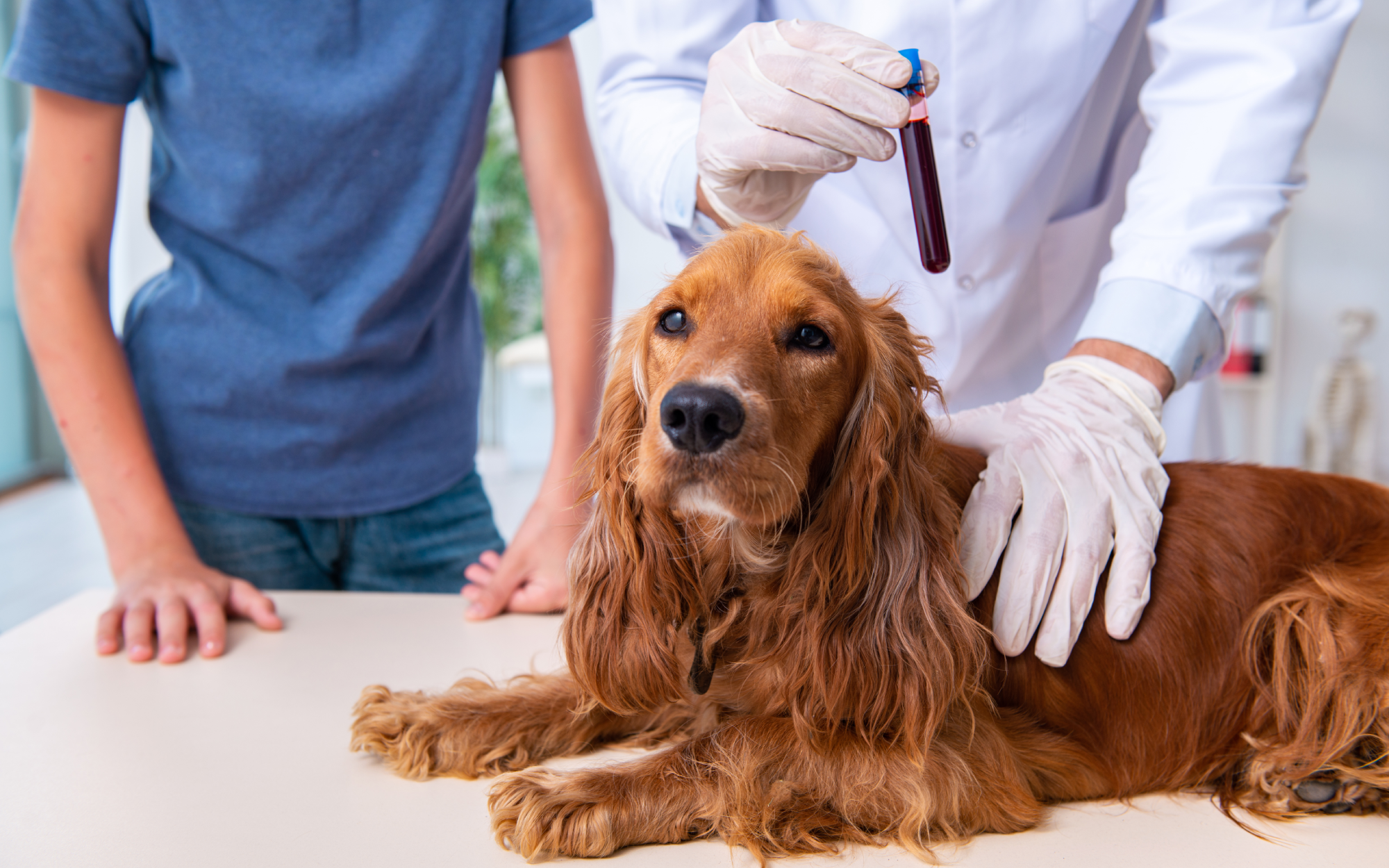 A photo of a dog with a vet holding up a vial of the dog's blood taken for testing