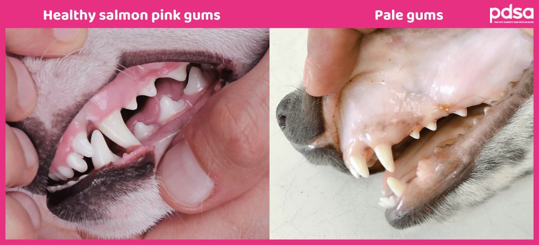 A photo of a dog's healthy salmon pink gums next to an image of a dog's pale gums