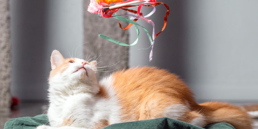 Bright Idea: DIY Puzzle Toys for Cats - Modern Cat