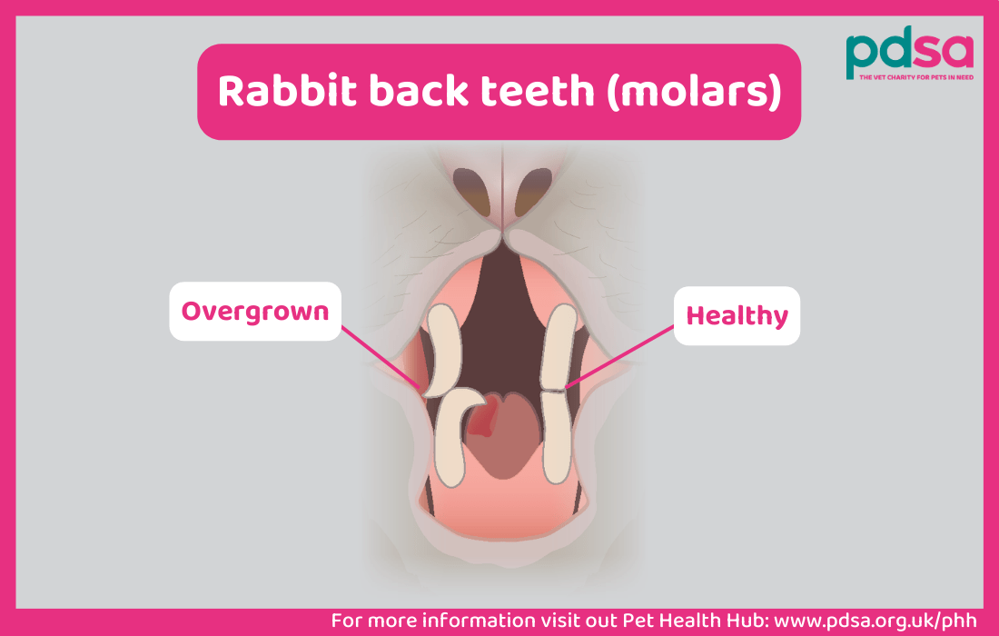 An illustration showing rabbit back teeth