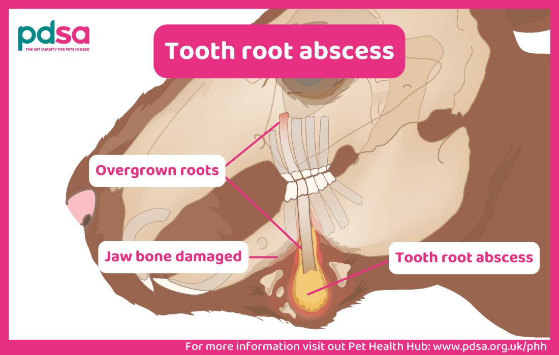 An illustration showing tooth rot abscess in a rabbit