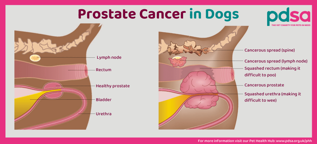 Illustration showing prostate cancer in dogs