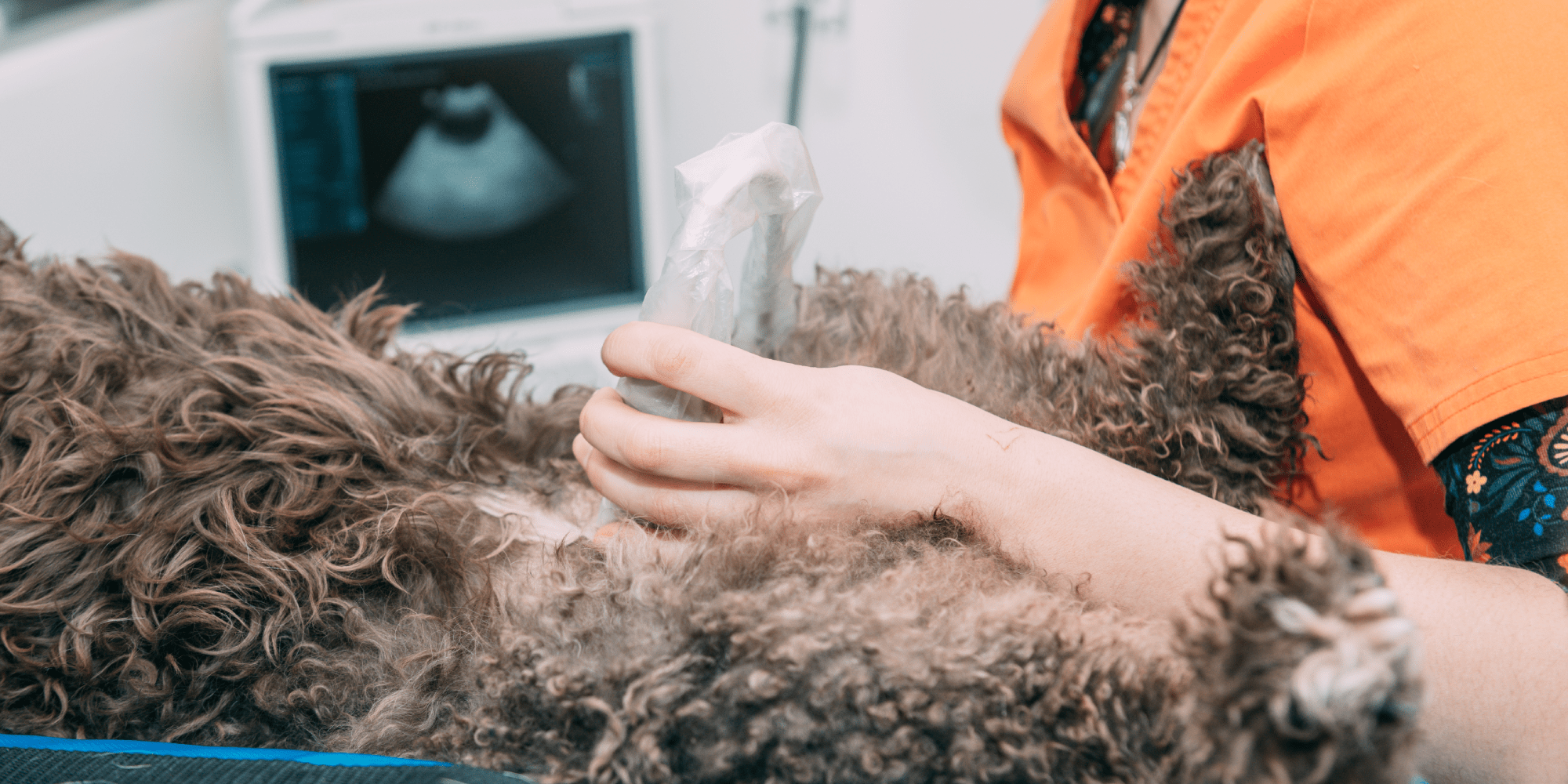 A photo of a dog being given an ultrasound scan by a vet