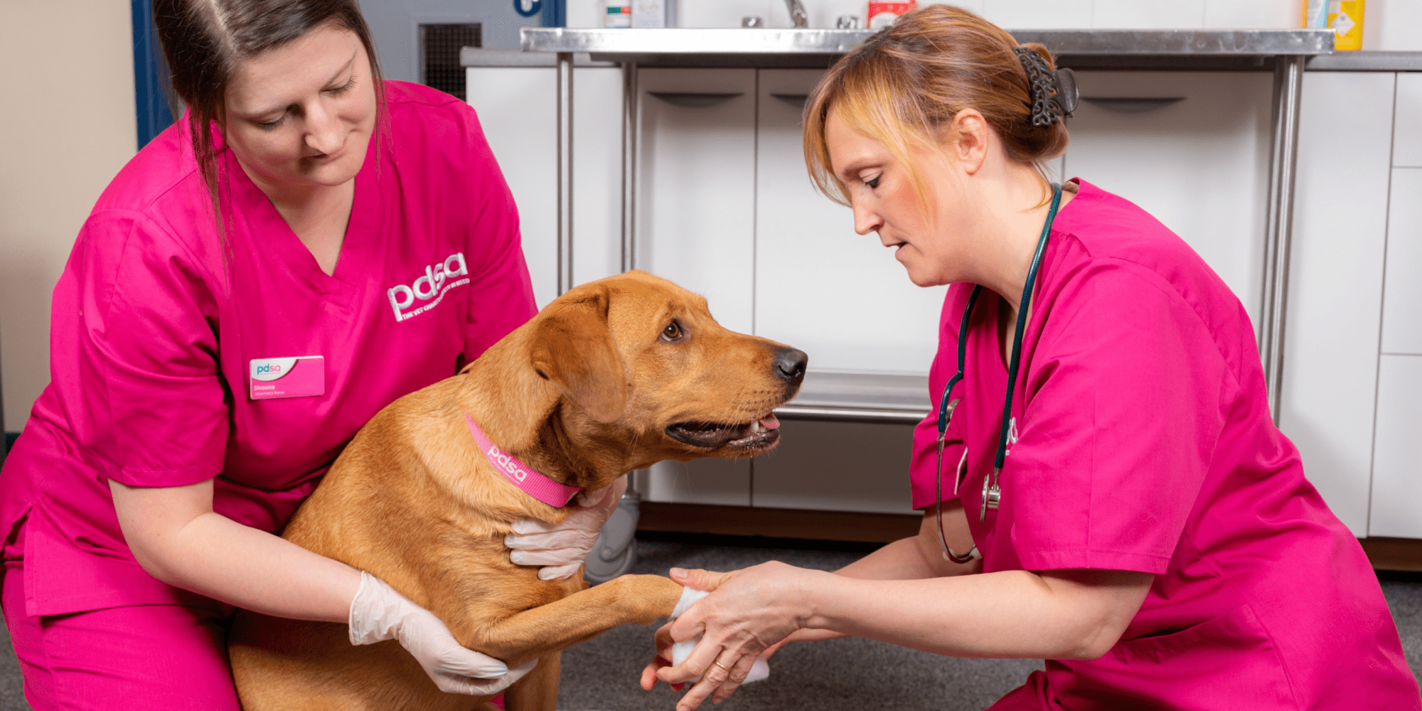 A photo of a dog having its paw bandaged by a pair of PDSA vets