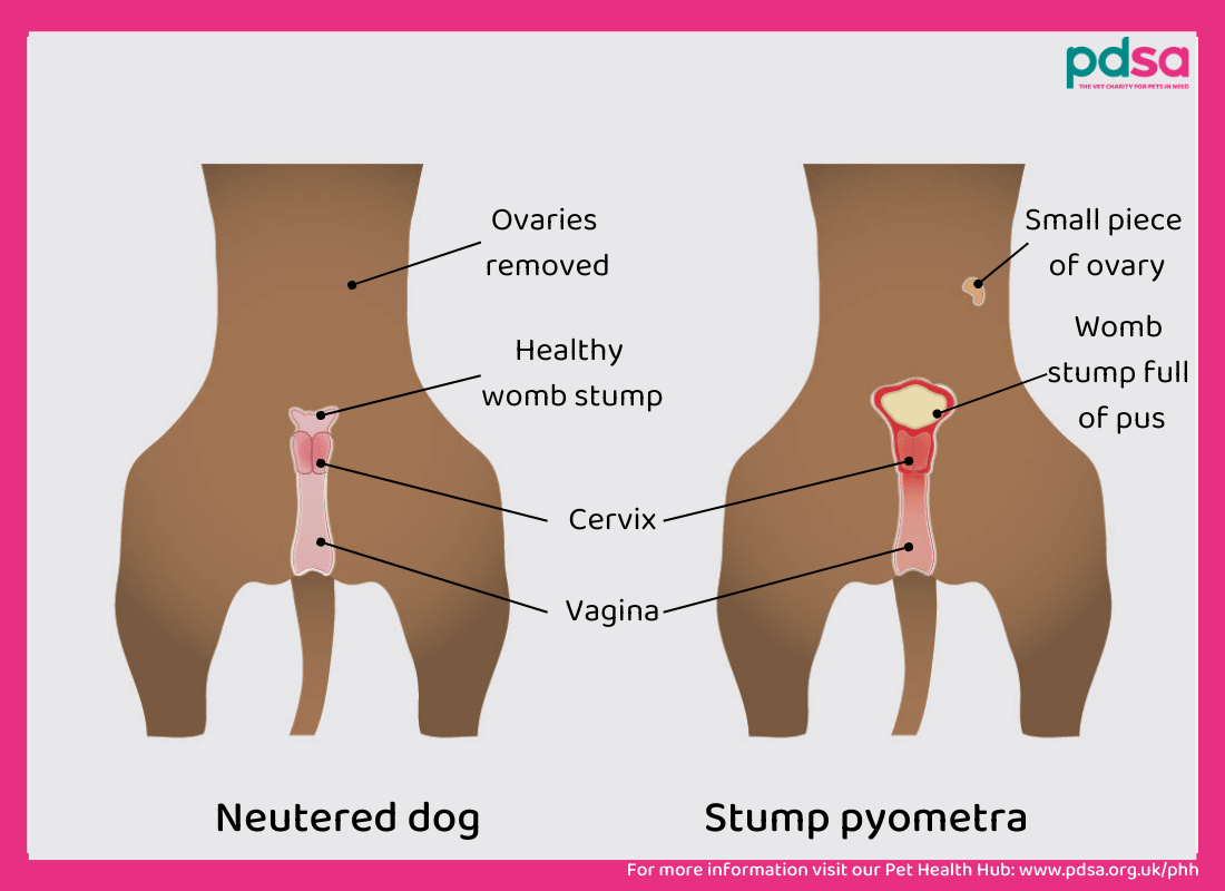 An illustration showing stump pyometra
