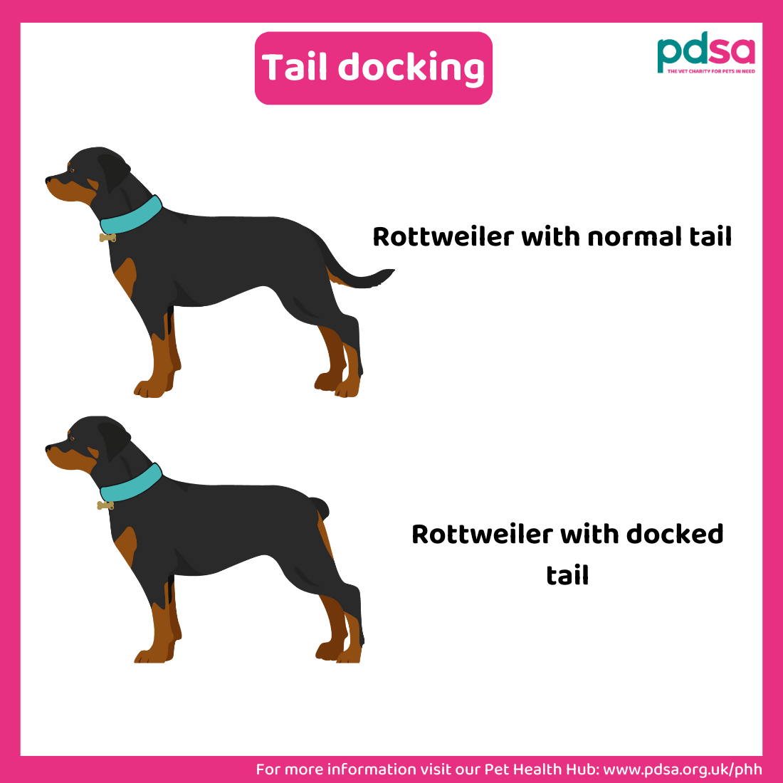 An illustration showing the difference between a normal tail and a docked tail