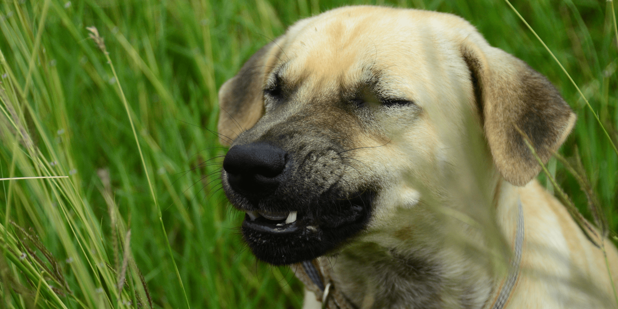 A photo of a dog sneezing