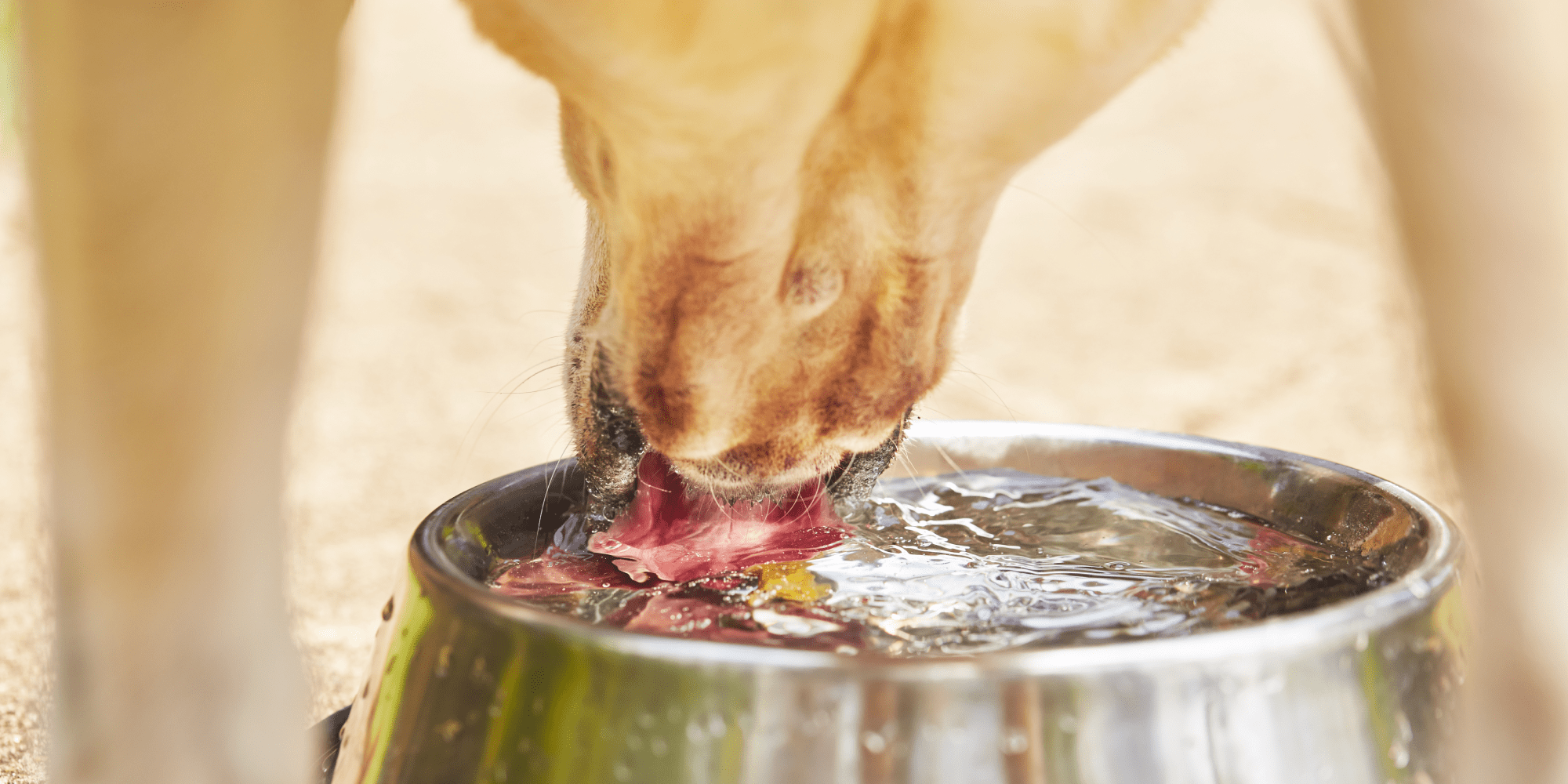 A photo of a dog drinking from a water bowl