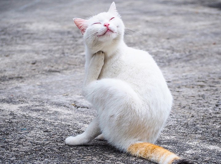 Low Dander Cat Food Deals Centralcountiesservices