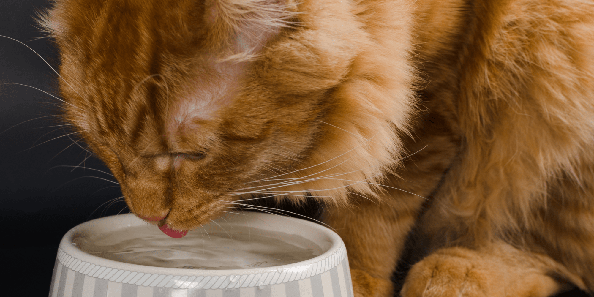 A photo of a ginger cat drinking from a water bowl
