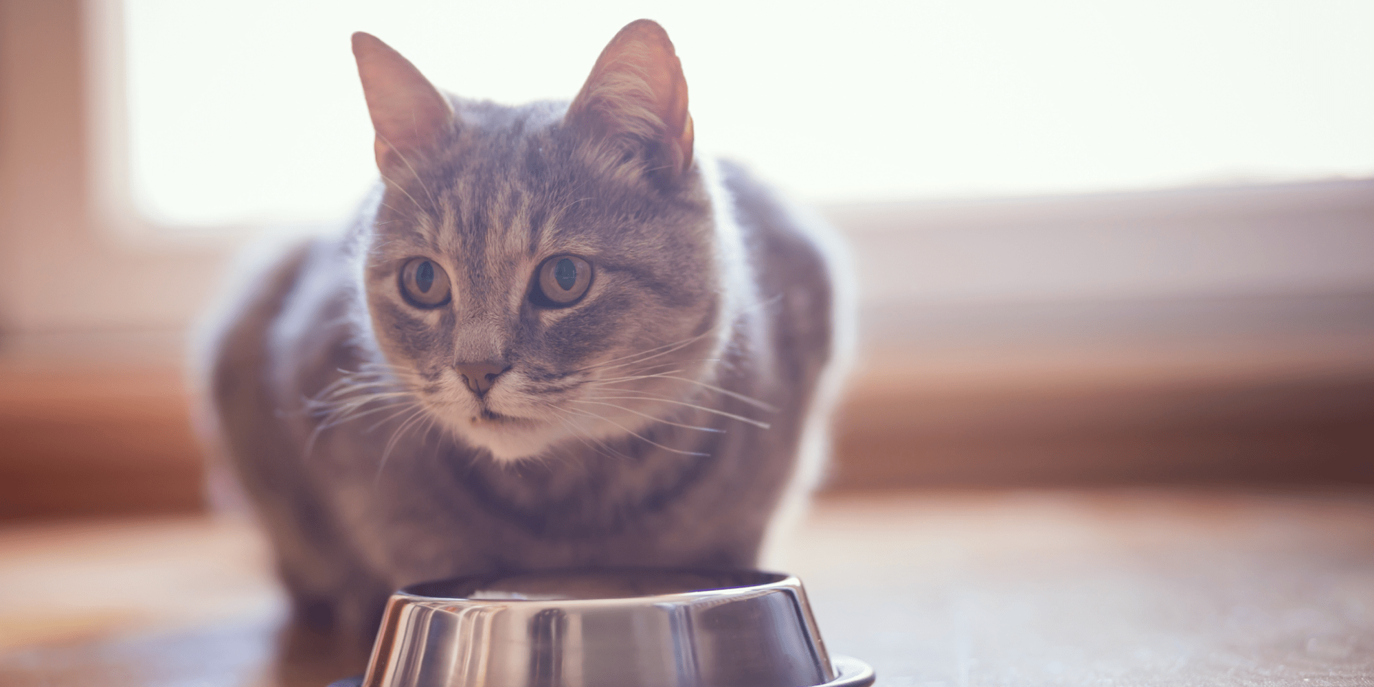 A photo of a cat sitting by a water bowl