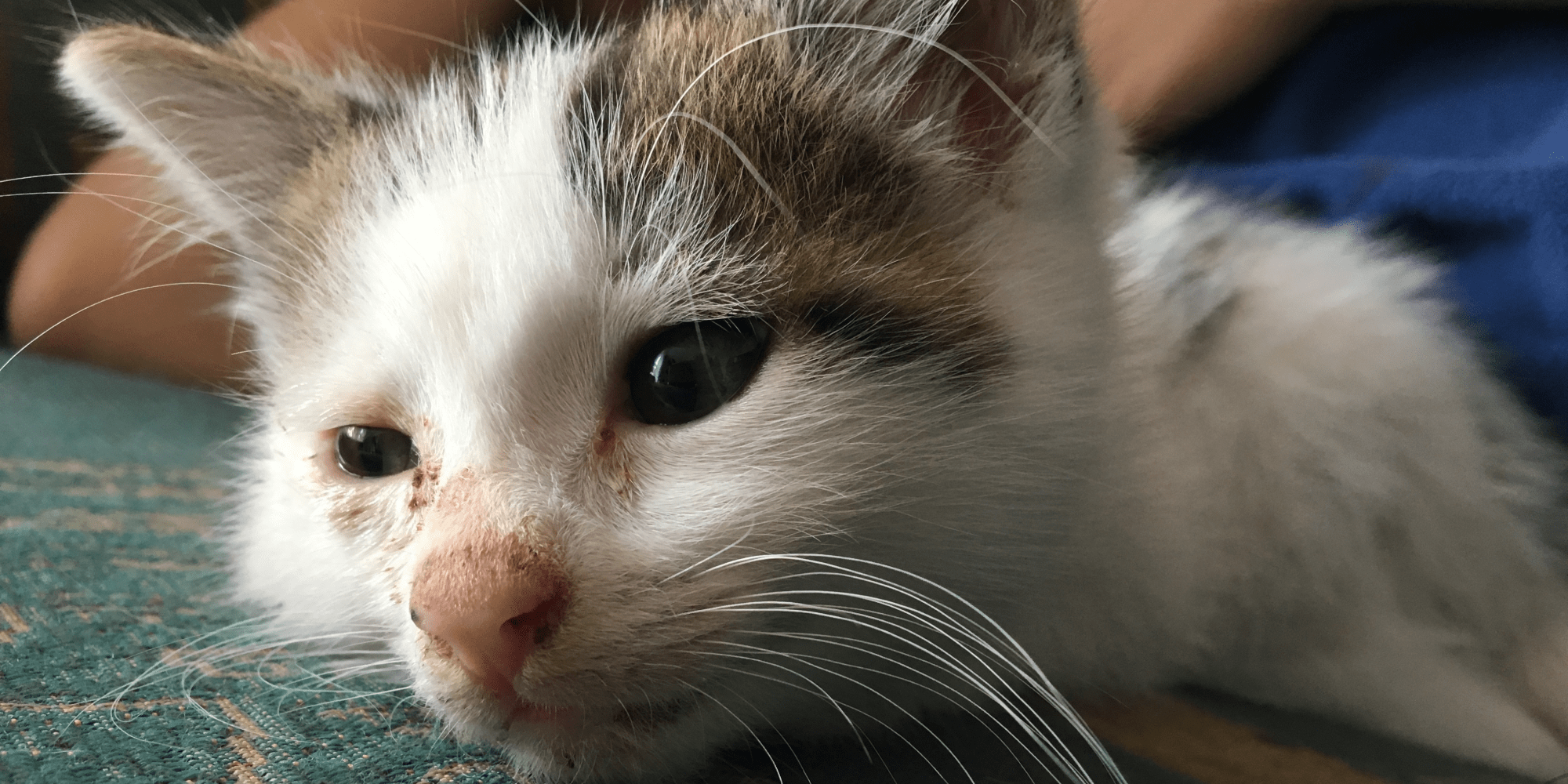 A photo of a cat with flu-like symptoms