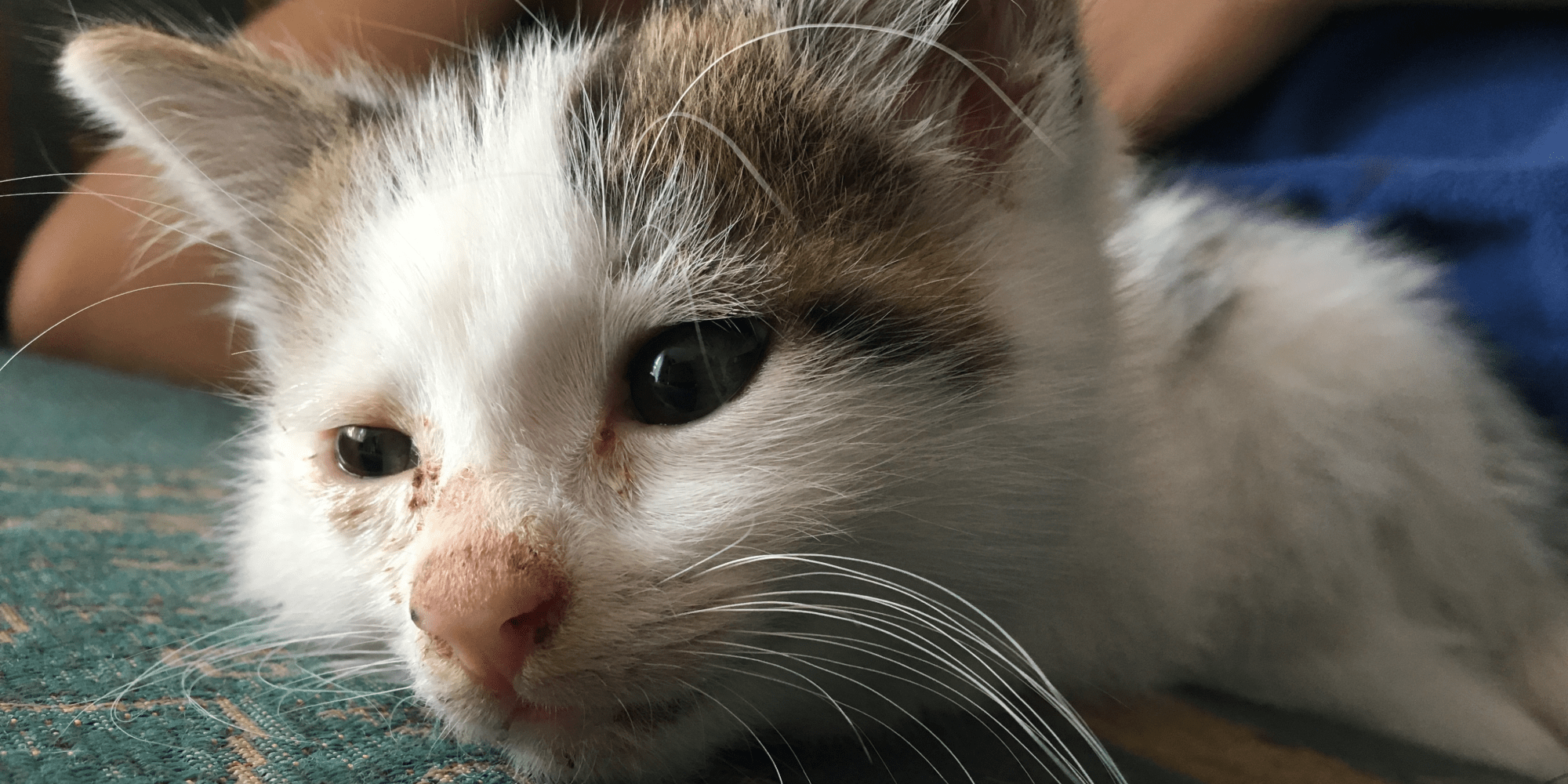 Viral Infection in Cats: Causes, Symptoms, Treatments, Prevention