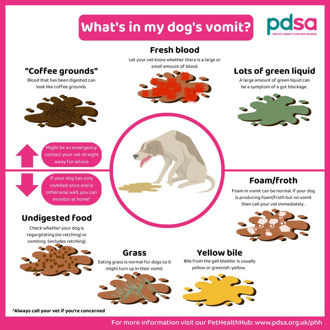 Dog Vomiting PDSA