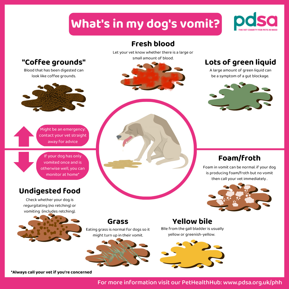 Dog Vomiting Pdsa