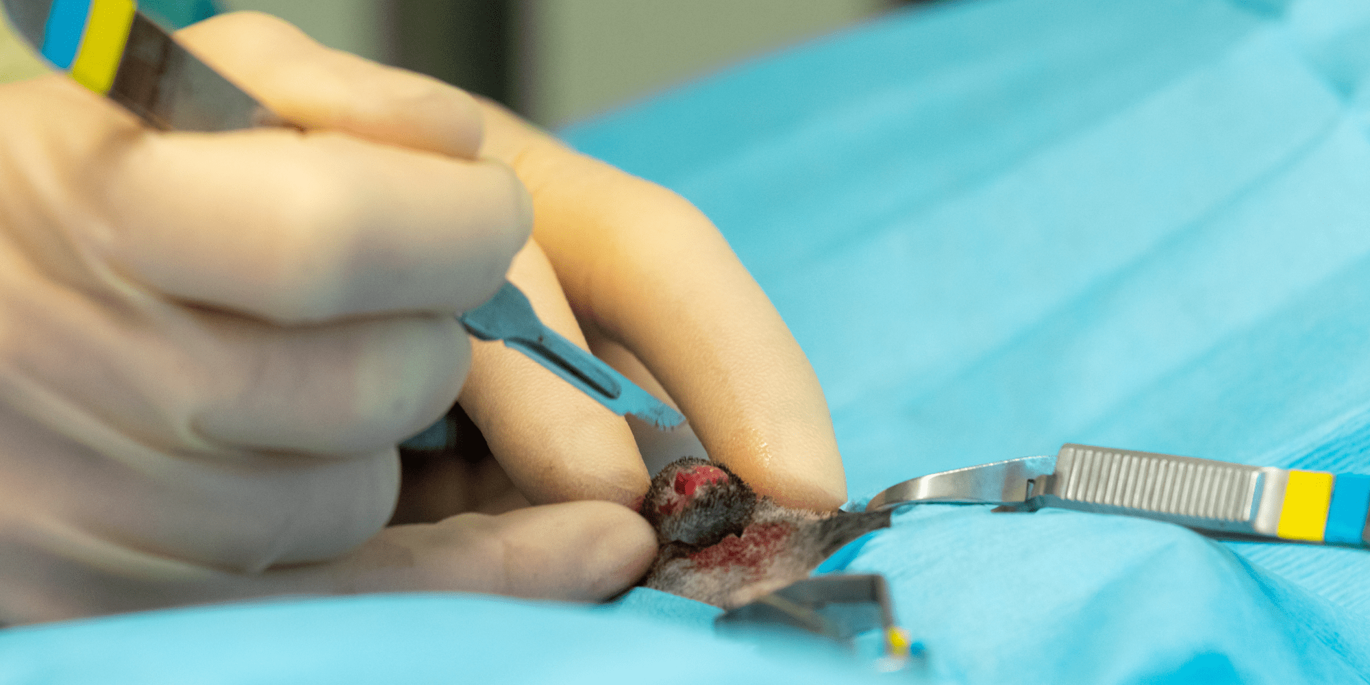 A photo of a cat's lump being operated on