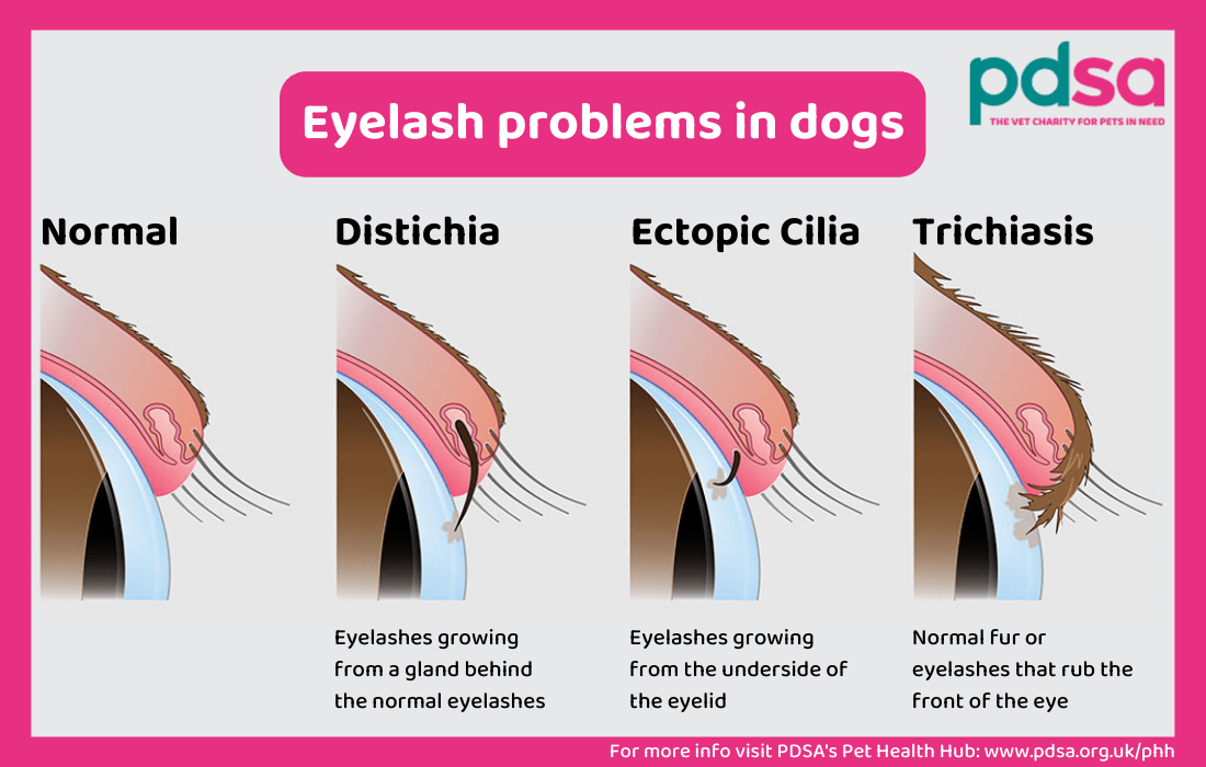 Illustration of eyelash problems in dogs