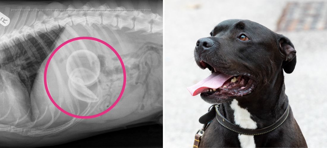 Image of Loki's x-ray and photo of him recovering after his operation