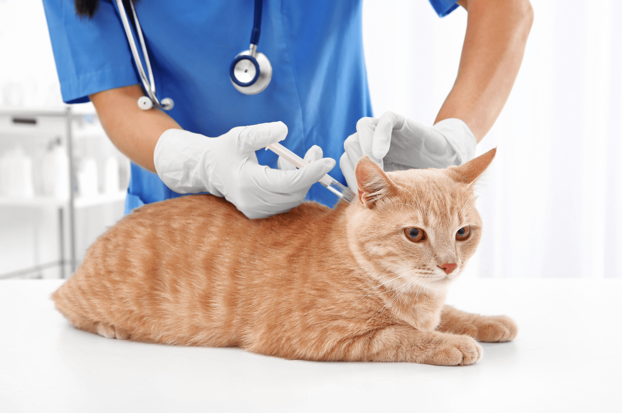 A ginger cat on a consulting table having an injection administered by a vet
