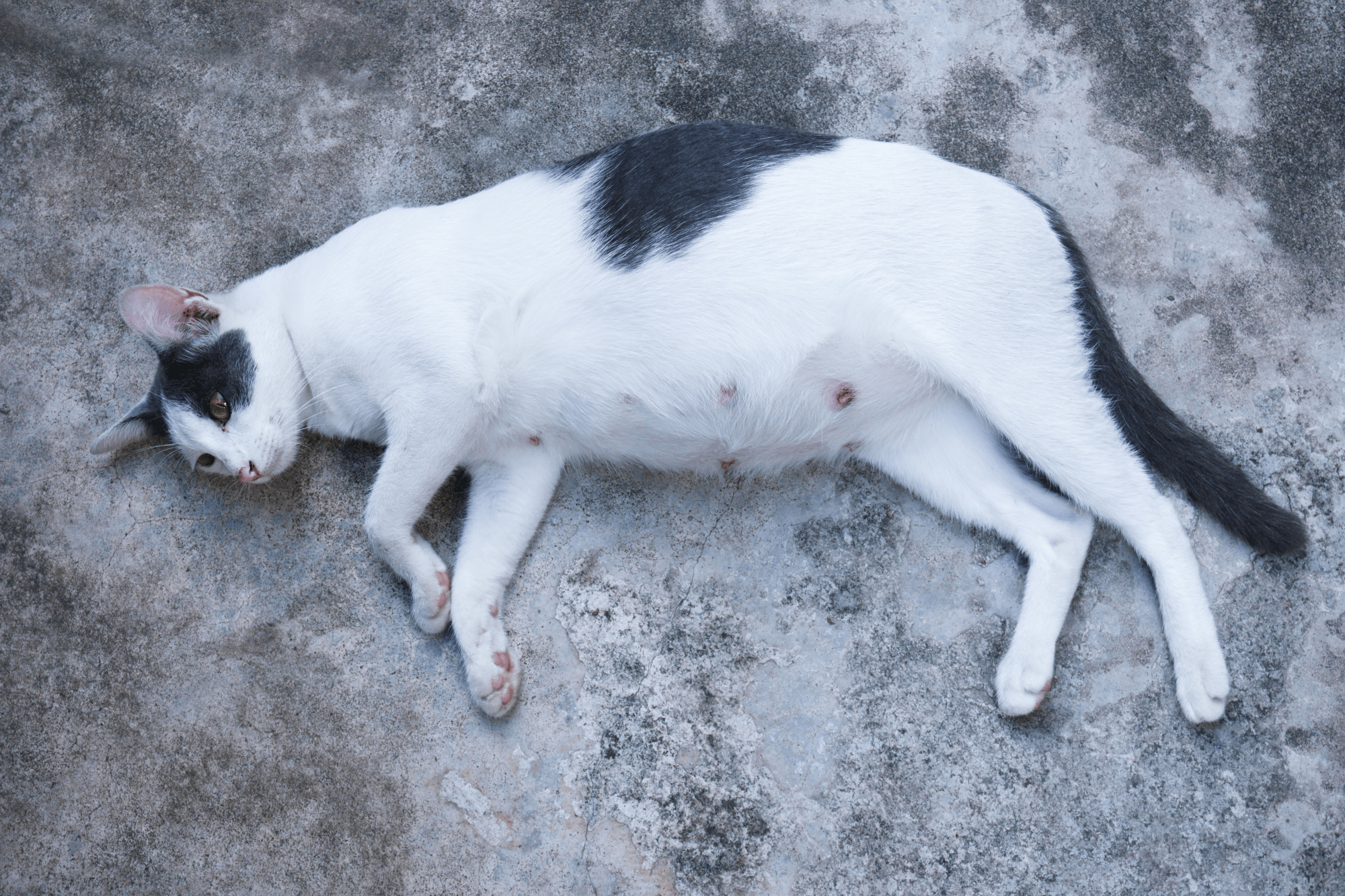 A black and white pregnant cat lying on the ground