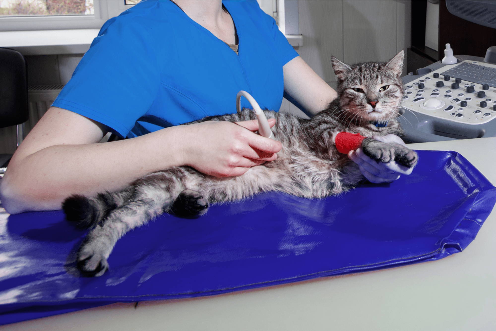 A tabby cat being given an ultrasound scan by a vet