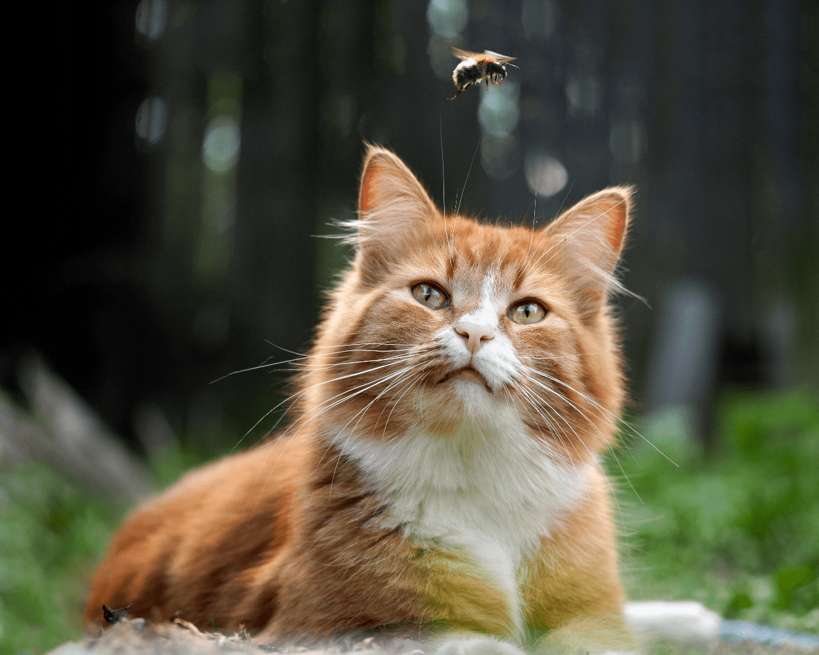 A photo of a ginger and white cat watching a bee