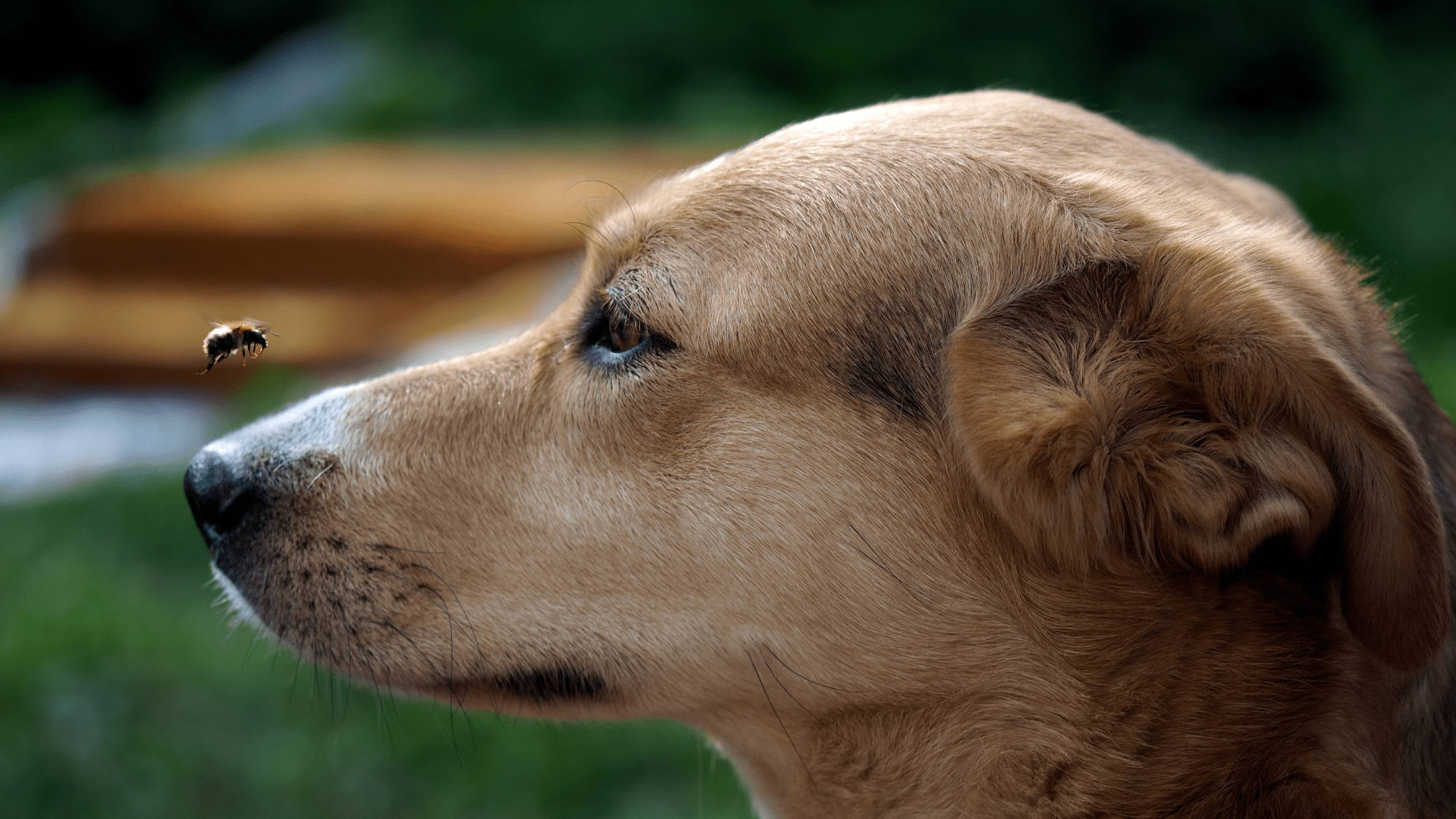 A dog in a garden watching a bee