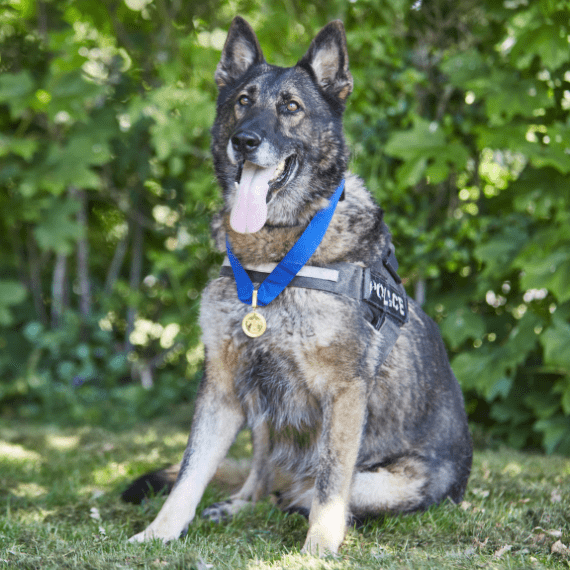 PDSA Gold Medal recipient PD Kaiser